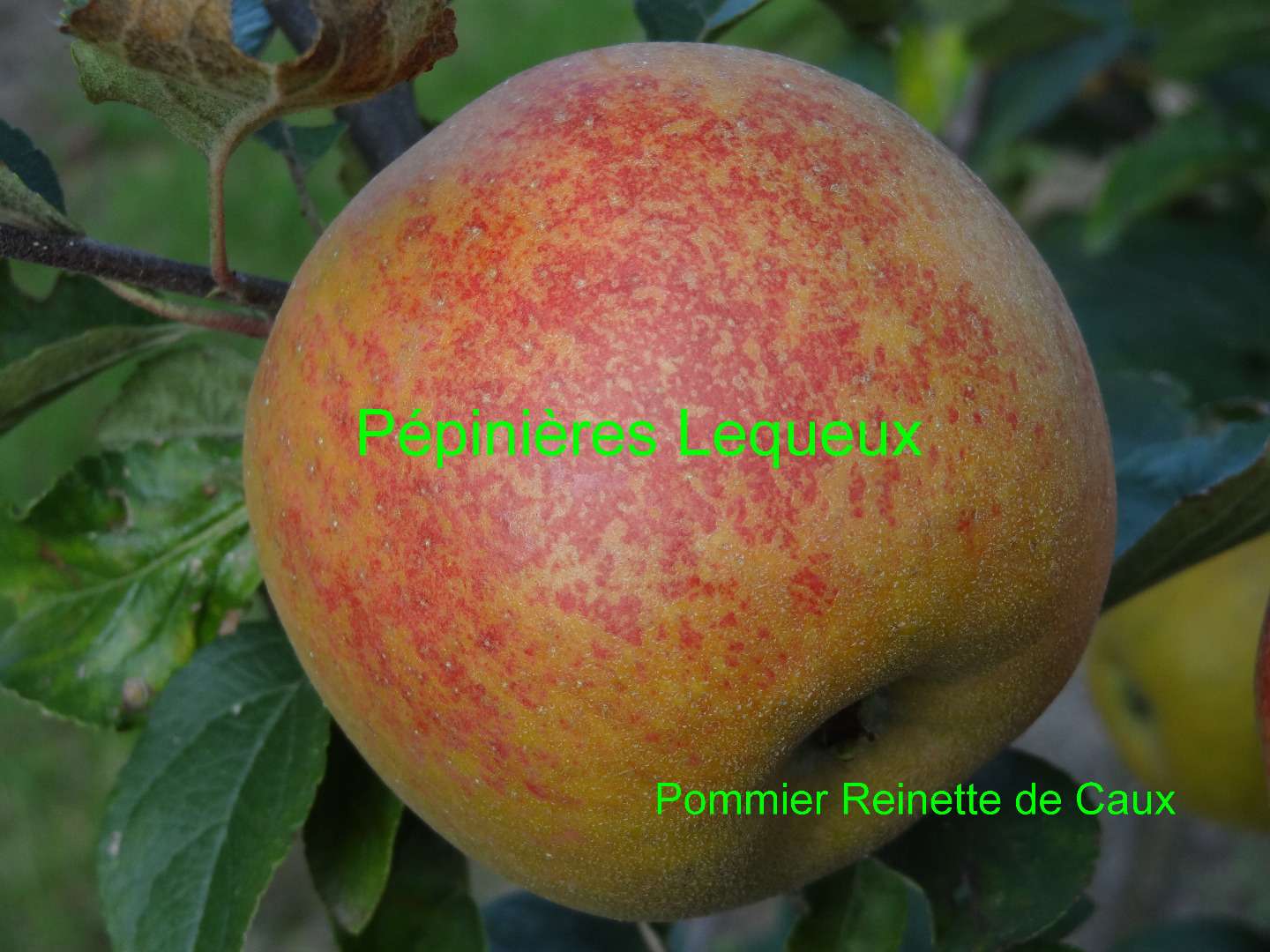 REINETTE DE CAUX